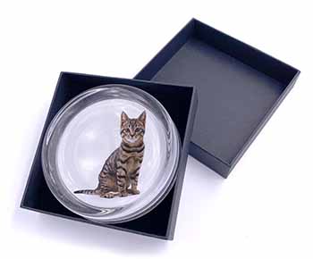 Brown Tabby Cat Glass Paperweight in Gift Box