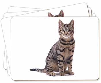 Brown Tabby Cat Picture Placemats in Gift Box