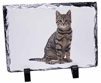 Brown Tabby Cat, Stunning Photo Slate