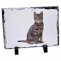 Brown Tabby Cat, Stunning Photo Slate Printed Full Colour - Advanta Group®