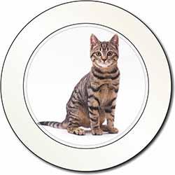 Brown Tabby Cat Car or Van Permit Holder/Tax Disc Holder