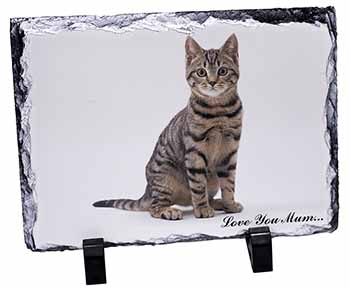 Brown Tabby Cat 