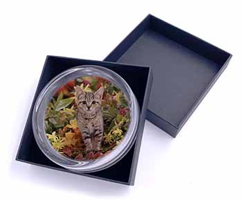 Tabby Kitten in Foilage Glass Paperweight in Gift Box