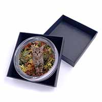 Tabby Kitten in Foilage Glass Paperweight in Gift Box