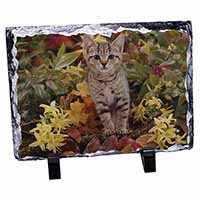 Tabby Kitten in Foilage, Stunning Photo Slate