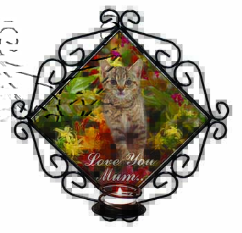 Pretty Tabby Cat 