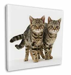 Brown Tabby Cats Square Canvas 12"x12" Wall Art Picture Print