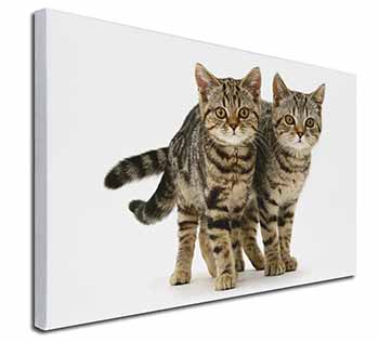 Brown Tabby Cats Canvas X-Large 30"x20" Wall Art Print