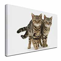 Brown Tabby Cats Canvas X-Large 30"x20" Wall Art Print