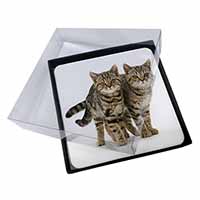 4x Brown Tabby Cats Picture Table Coasters Set in Gift Box