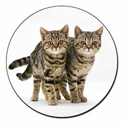 Brown Tabby Cats Fridge Magnet Printed Full Colour