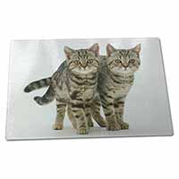 Brown Tabby Cats Large Glass Cutting Chopping Board - Advanta Group®