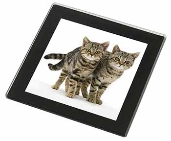 Brown Tabby Cats Black Rim High Quality Glass Coaster