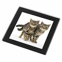 Brown Tabby Cats Black Rim High Quality Glass Coaster