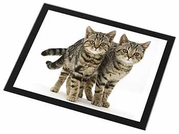 Brown Tabby Cats Black Rim High Quality Glass Placemat