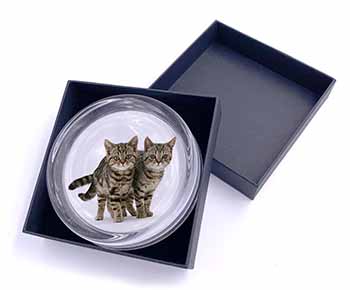 Brown Tabby Cats Glass Paperweight in Gift Box