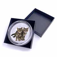 Brown Tabby Cats Glass Paperweight in Gift Box