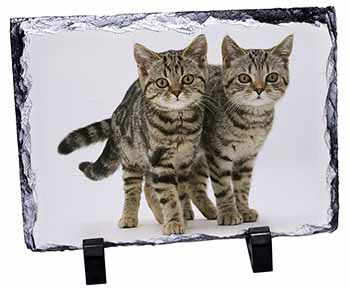 Brown Tabby Cats, Stunning Photo Slate