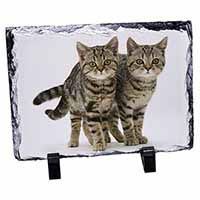 Brown Tabby Cats, Stunning Photo Slate