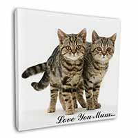 Brown Tabby Cats 