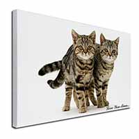 Brown Tabby Cats 