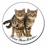 Brown Tabby Cats 