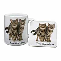 Brown Tabby Cats 