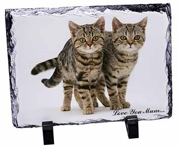 Brown Tabby Cats 