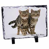 Brown Tabby Cats 