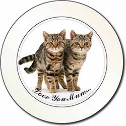 Brown Tabby Cats 