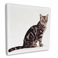 Pretty Tabby Cat Square Canvas 12"x12" Wall Art Picture Print
