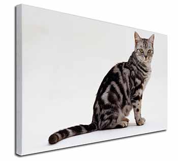 Pretty Tabby Cat Canvas X-Large 30"x20" Wall Art Print