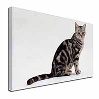 Pretty Tabby Cat Canvas X-Large 30"x20" Wall Art Print