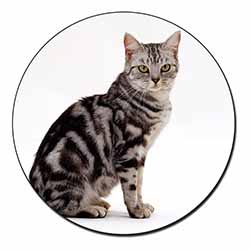 Pretty Tabby Cat Fridge Magnet Printed Full Colour