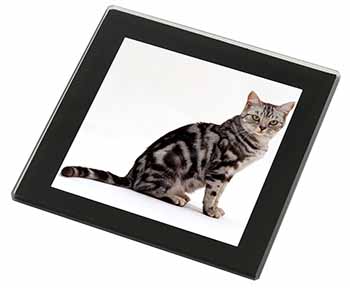 Pretty Tabby Cat Black Rim High Quality Glass Coaster