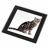 Pretty Tabby Cat Black Rim High Quality Glass Coaster