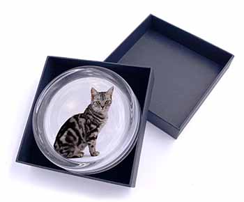 Pretty Tabby Cat Glass Paperweight in Gift Box
