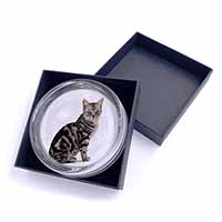 Pretty Tabby Cat Glass Paperweight in Gift Box