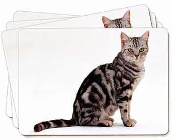 Pretty Tabby Cat Picture Placemats in Gift Box