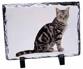 Pretty Tabby Cat, Stunning Photo Slate