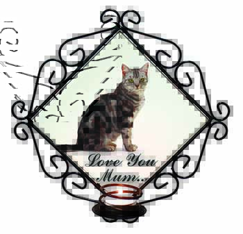 Silver Tabby Cat 