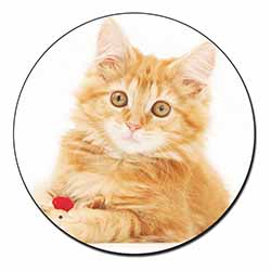 Fluffy Ginger Kitten Fridge Magnet Printed Full Colour