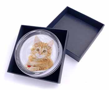 Fluffy Ginger Kitten Glass Paperweight in Gift Box