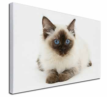 Ragdoll Cat with Blue Eyes Canvas X-Large 30"x20" Wall Art Print