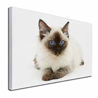 Ragdoll Cat with Blue Eyes Canvas X-Large 30"x20" Wall Art Print