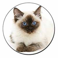 Ragdoll Cat with Blue Eyes Fridge Magnet Printed Full Colour