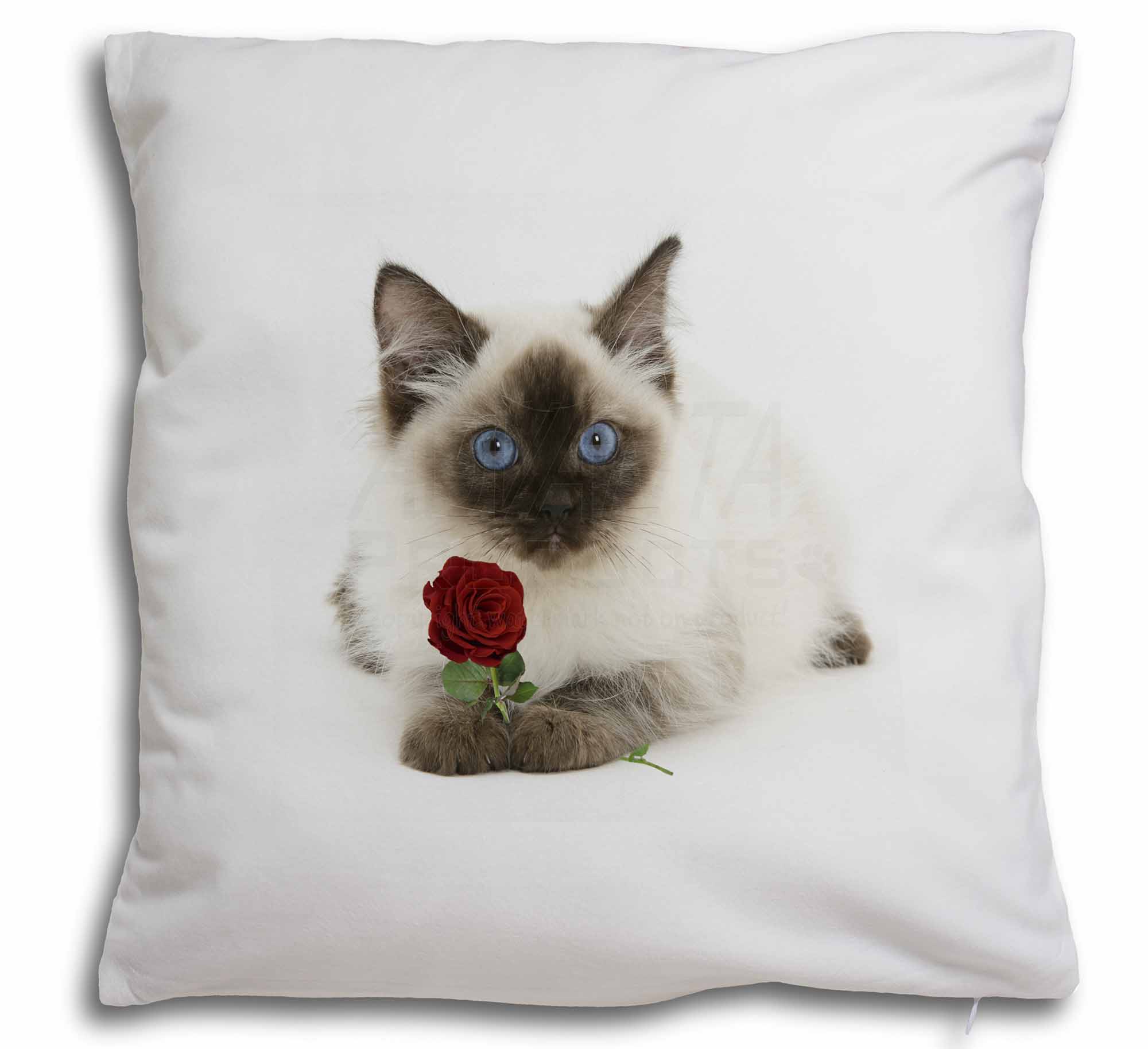 Cute Ragdoll Cat Face Cushion Cover 16x16 inch 40cm Blue Eyes Photo Print Cream