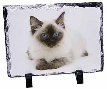 Ragdoll Cat with Blue Eyes, Stunning Photo Slate