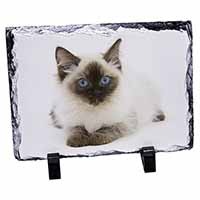 Ragdoll Cat with Blue Eyes, Stunning Photo Slate