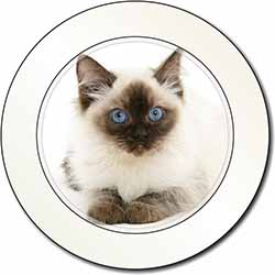 Ragdoll Cat with Blue Eyes Car or Van Permit Holder/Tax Disc Holder